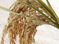 �����ā@�T�T�j�V�L